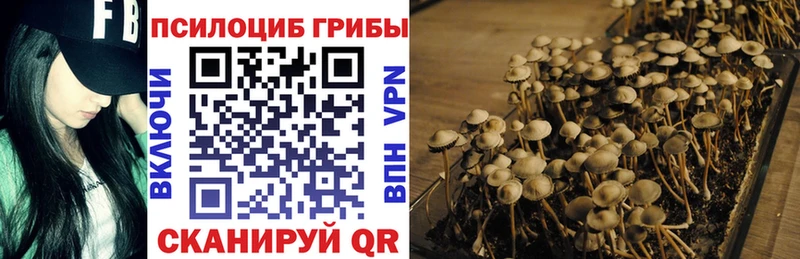 Купить закладки  Рудня  Галлюциногенные грибы Psilocybine cubensis 